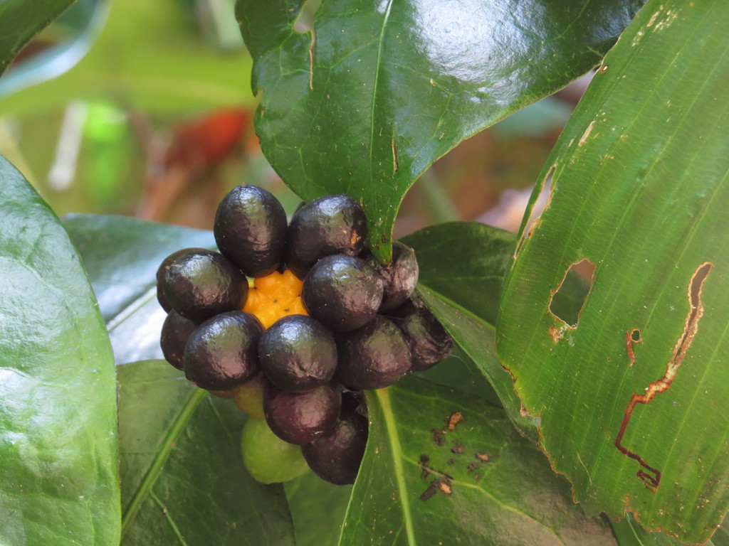 Wilkiea angustifolia