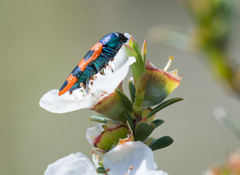 Castiarina crenata