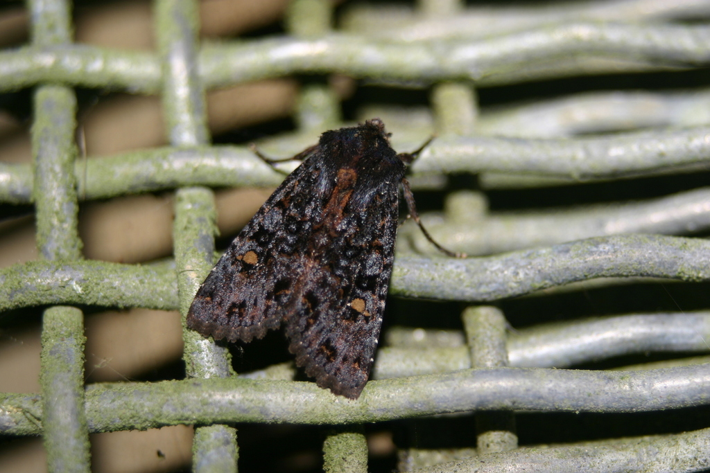 Transwinter Owlet