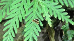 Choreutis basalis