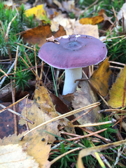Russula caerulea