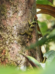 Anolis fraseri