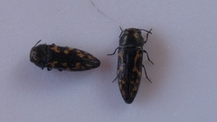 Acmaeodera neoneglecta