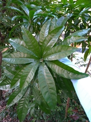 Pouteria campechiana