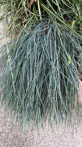 Fétuque glauca 4
