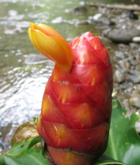 Costus scaber