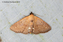 Nechesia albotentata