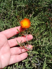 Lampranthus glaucoides