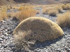 Acantholimon
