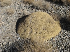 Acantholimon