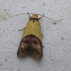 Hemibela oxyptera