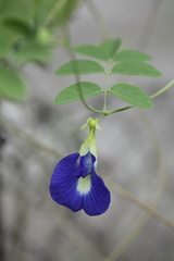 Clitoria ternatea ternatea