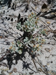 Helichrysum litorale