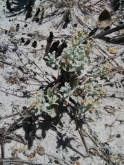Helichrysum litorale
