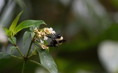 Bombus brasiliensis