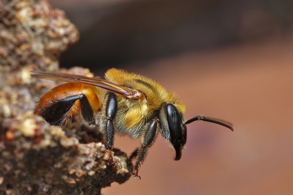 Melipona seminigra