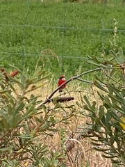 Epthianura tricolor
