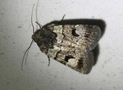 Thoracolopha flexirena