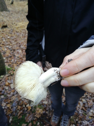 Tricholoma portentosum — (c) Petra Caltová, some rights reserved (CC BY)