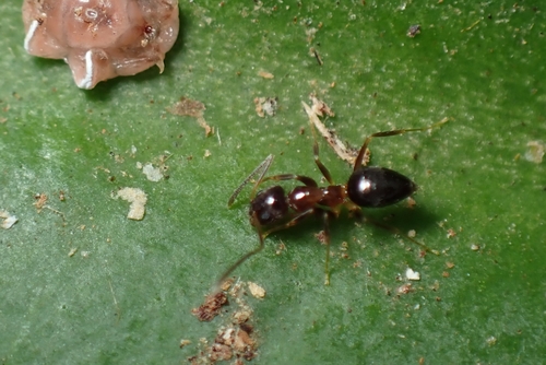 小笠原尼氏蚁Nylanderia ogasawarensis