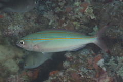 Pterocaesio digramma