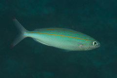 Pterocaesio digramma