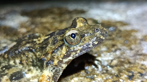 Corsican Painted Frog, France, photo 10 of 10