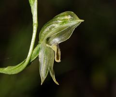 Pterostylis jonesii