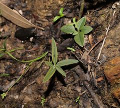 Pterostylis jonesii