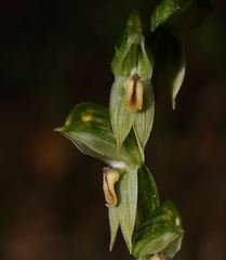 Pterostylis jonesii