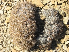 Acantholimon