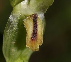 Pterostylis jonesii