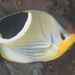 Saddle Butterflyfish - Photo (c) Mark Rosenstein, some rights reserved (CC BY-NC-SA), uploaded by Mark Rosenstein