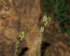 Pterostylis jonesii
