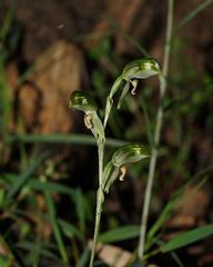 Pterostylis jonesii