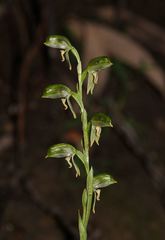 Pterostylis jonesii