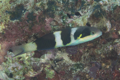 Thalassoma nigrofasciatum