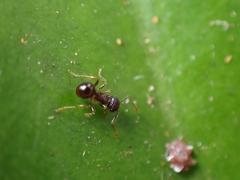 Pristomyrmex punctatus