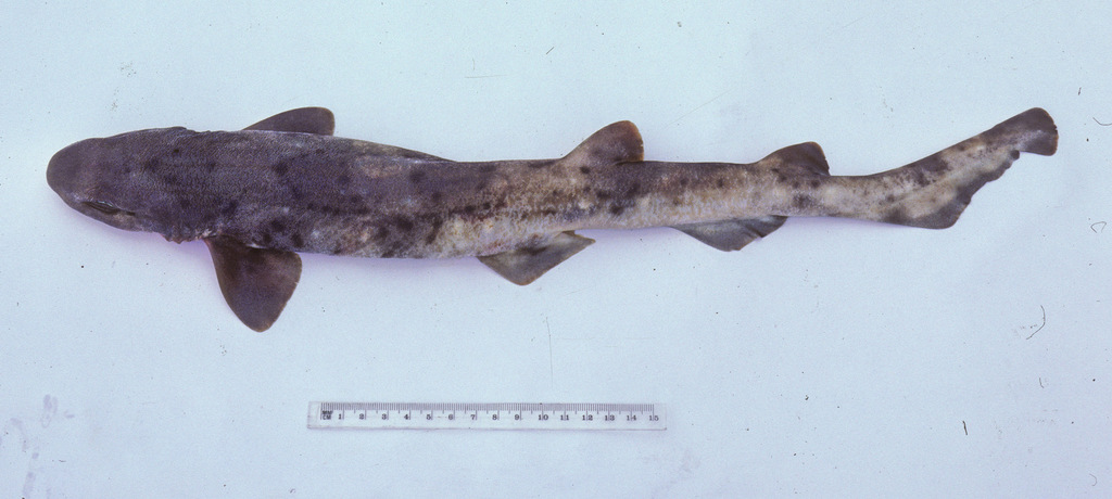 Australian spotted catshark (Asymbolus analis) — Scyliorhinidae
