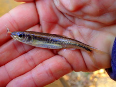 Notropis scepticus