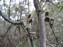 Chlorolestes tessellatus