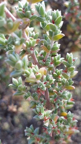 Image of Maireana oppositifolia by (c) Andrew Thornhill, some rights reserved (CC BY)