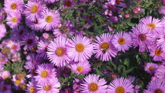 Symphyotrichum