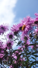 Symphyotrichum