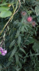 Symphyotrichum