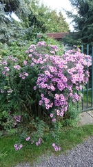 Symphyotrichum