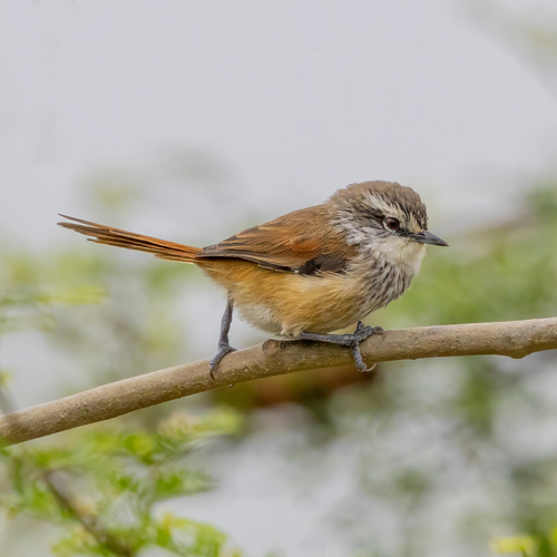 Necklaced Spinetail (Synallaxis stictothorax), photo 3
