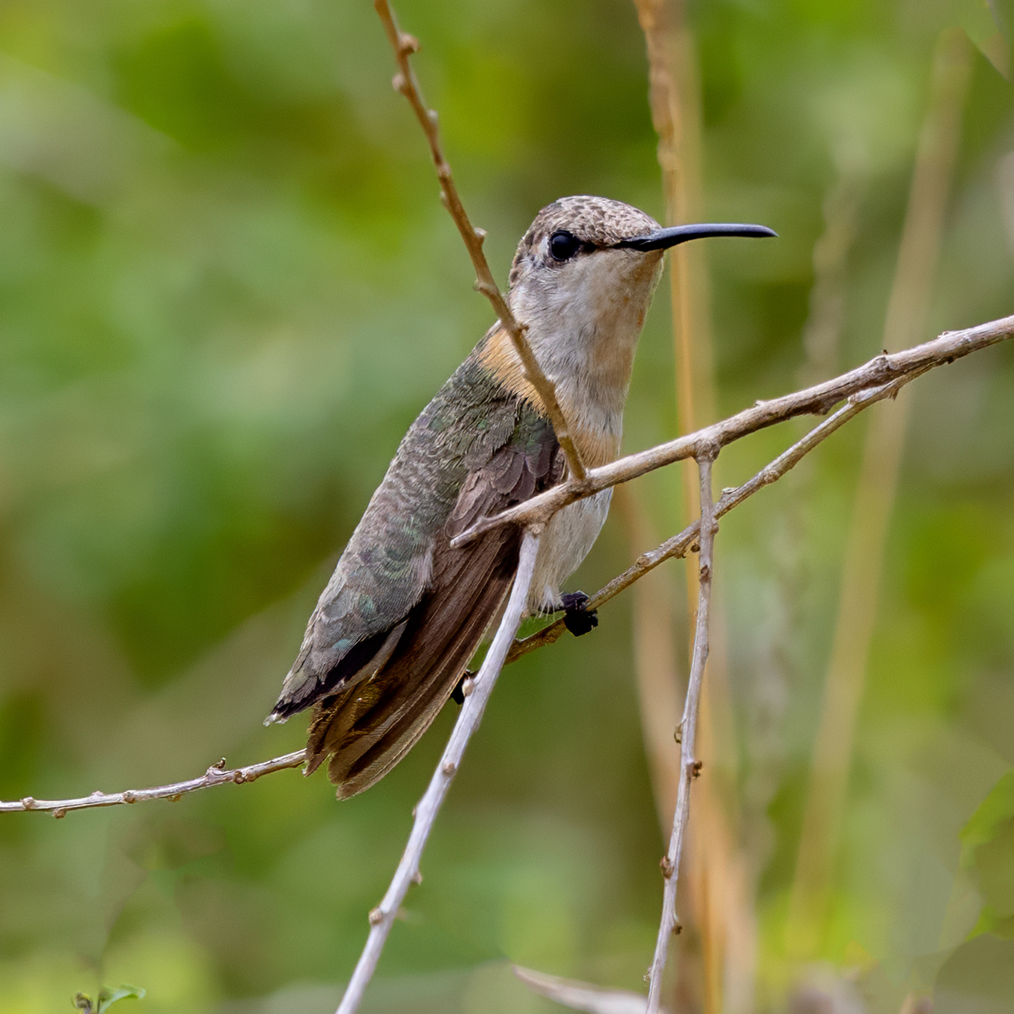Short-tailed Woodstar (Myrmia micrura), photo 1