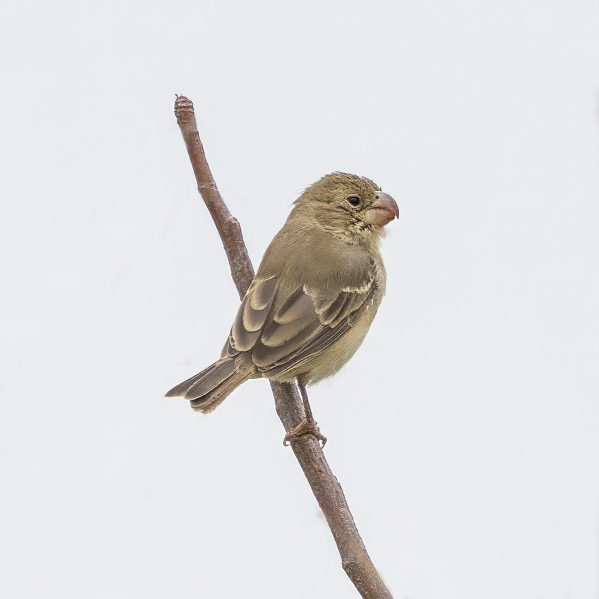 Parrot-billed Seedeater (Sporophila peruviana), photo 8