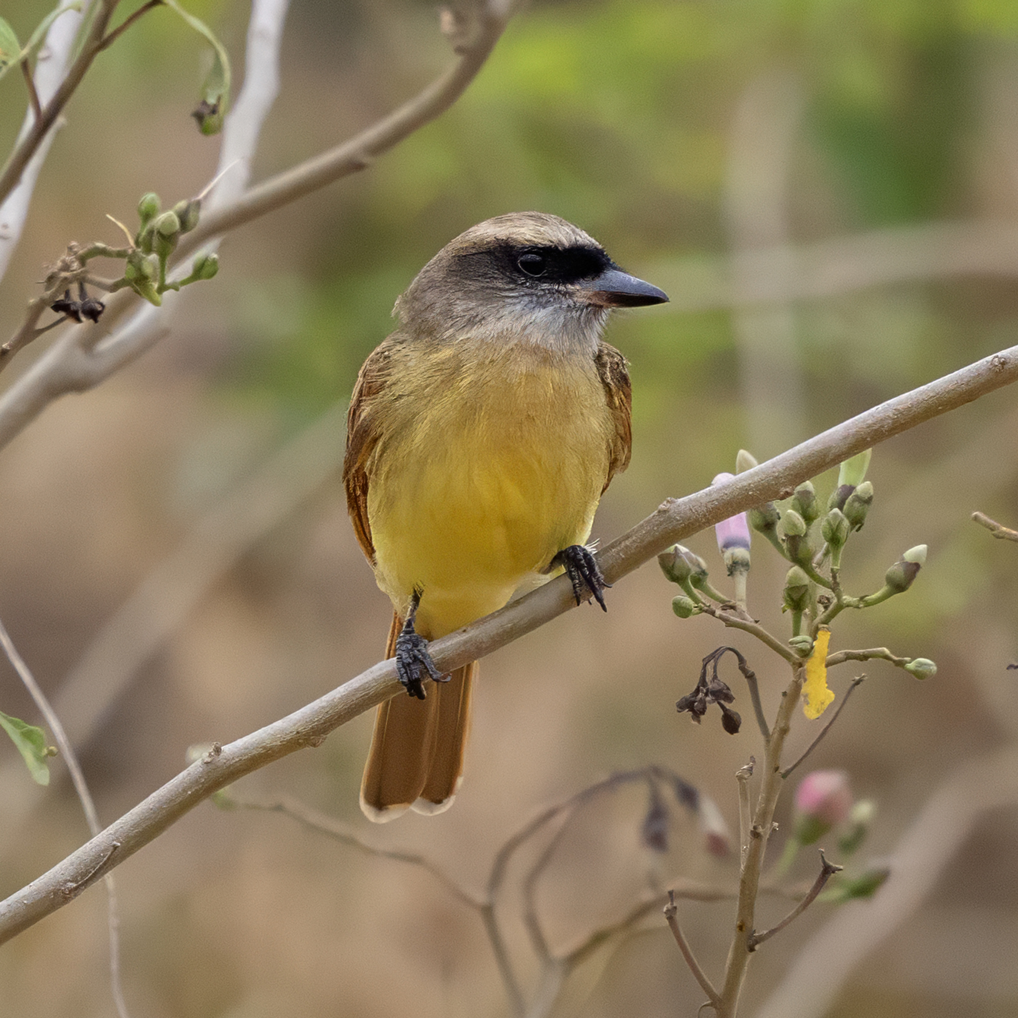 Baird's Flycatcher (Myiodynastes bairdii), photo 3